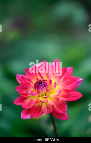 Dahlia Kilburn Glow,Ninfea Dahlia Fiore,Ninfea dahlia,rosso,Magenta,arancione,toni giallo,fiore,fiori,fioritura,RM Floral Foto Stock