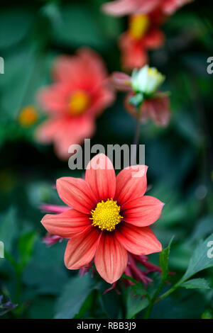 Dahlia piantina,albicocca,di color pesca, fiore,fiori,fioritura,RM Floral Foto Stock