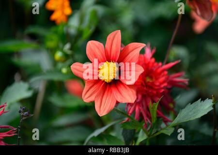 Dahlia piantina,albicocca,di color pesca, fiore,fiori,fioritura,RM Floral Foto Stock