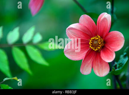 Dahlia piantina,albicocca,di color pesca, fiore,fiori,fioritura,RM Floral Foto Stock