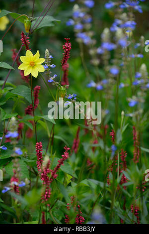 Dahlia piantina,colorato in giallo,fiore,fiori,fioritura,Persicaria amplexicaulis Blackfield,RM Floral Foto Stock