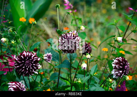 Dahlia Tartan,dinnerplate dalie,dinnerplate dahlia,bianco borgogna,bianco viola,fiori,fiori,fioritura,perenne,RM Floral Foto Stock