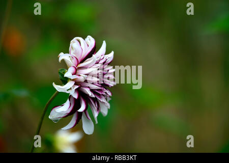 Dahlia Tartan,dinnerplate dalie,dinnerplate dahlia,bianco borgogna,bianco viola,fiori,fiori,fioritura,perenne,RM Floral Foto Stock