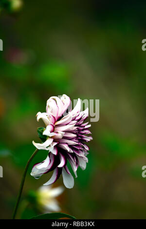 Dahlia Tartan,dinnerplate dalie,dinnerplate dahlia,bianco borgogna,bianco viola,fiori,fiori,fioritura,perenne,RM Floral Foto Stock