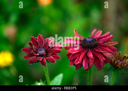 Rudbeckia hirta cherry brandy,,rosso cremisi di fiori, fiori,fioritura,perenne,mix,confine misti,combinazione,RM Floral Foto Stock