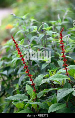 La Salvia confertiflora,salvias,ruggine fiori arancione,rusty colore arancio fiori,RM Floral Foto Stock