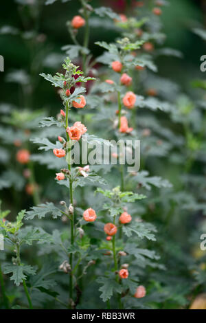 Sphaeralcea Childerley,globe Childerley malva,albicocca fiori arancione,fioritura,RM Floral Foto Stock