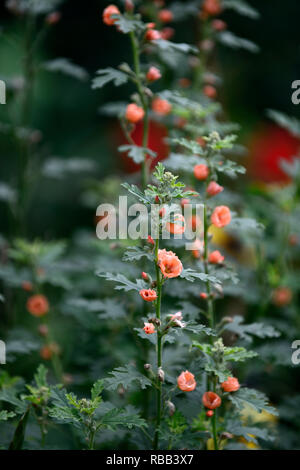 Sphaeralcea Childerley,globe Childerley malva,albicocca fiori arancione,fioritura,RM Floral Foto Stock