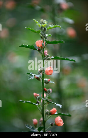 Sphaeralcea Childerley,globe Childerley malva,albicocca fiori arancione,fioritura,RM Floral Foto Stock