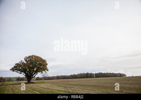 Unico albero in piedi in un campo nel bel mezzo della campagna inglese su un nuvoloso giorno grigio, con foglie verdi ed erba verde in Inghilterra Foto Stock