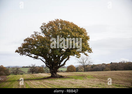 Unico albero in piedi in un campo nel bel mezzo della campagna inglese su un nuvoloso giorno grigio, con foglie verdi ed erba verde in Inghilterra Foto Stock