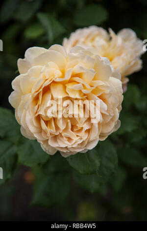 Peach colore rosa che cresce su una rosa di bush in un paese di lingua inglese giardino nella stagione estiva, nessun popolo, diurno, pesca colore rosa sulla boccola Foto Stock