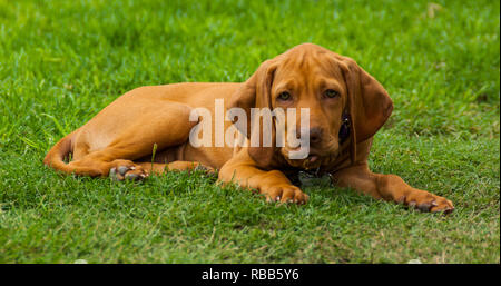 Un marrone vizsla cucciolo rilassarsi sul prato dopo aver giocato al di fuori. Foto Stock