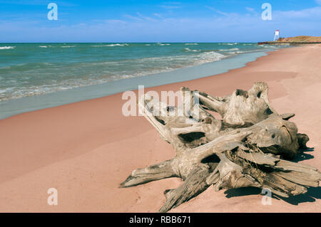 Driftwood vicino al Grande Sable Point Lighthouse Foto Stock