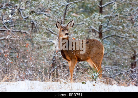 Mule Deer si riuniscono nei boschi per rifugio dopo il freddo a inizio primavera deserto Colorado tempesta di neve. Foto Stock