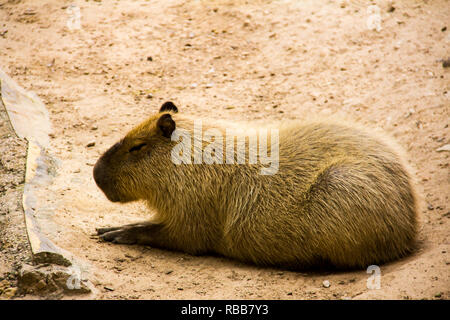 Capibara marrone la posa sul pavimento, Hydrochoerus hydrochaeris Foto Stock