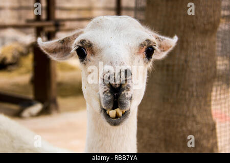 Ritratto frontale di un bianco llama, Lama glama Foto Stock