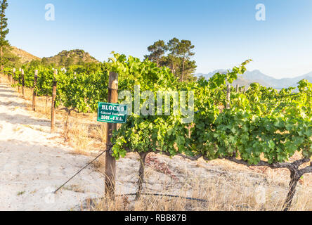 Uva Cabernet Sauvignon vigneti piantati in un blocco vicino Wemmershoek, Western Cape, Sud Africa Foto Stock