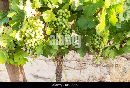 Uva Cabernet Sauvignon viti piantate nel 2001 in un blocco vicino Wemmershoek, Western Cape, Sud Africa Foto Stock