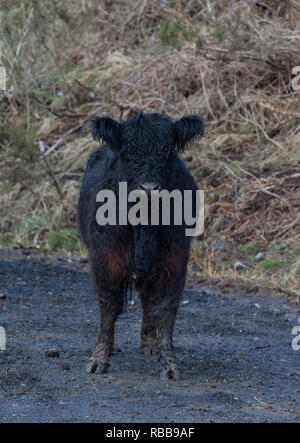 Aberdeen Angus nella corsia. Foto Stock