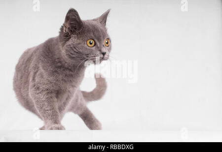 British Shorthair kitten, a piedi nella parte anteriore del backgrwond bianco Foto Stock