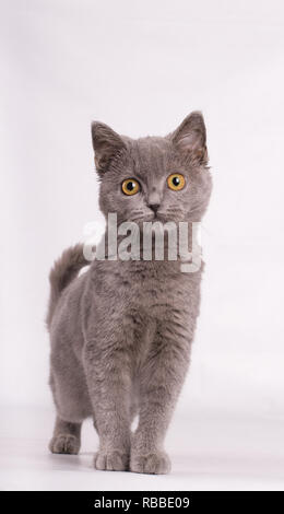 Ritratto di blue british baby cat di fronte backgrwond bianco Foto Stock