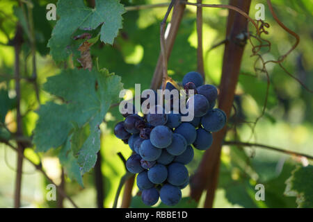 Vigna con grappoli di uve Nebbiolo pronta per la raccolta nelle Langhe, Piemonte - Italia Foto Stock