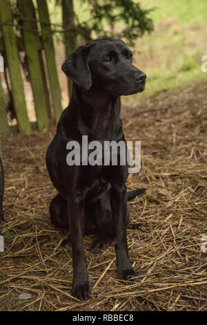 Il Labrador nero cane da lavoro al di fuori di un fagiano shoot, nero labrador ritratto Foto Stock