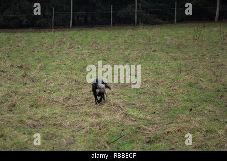 Il Labrador nero il recupero di un fagiano su una giornata di riprese, marcia indietro per il suo proprietario attraverso il terreno ruvido con un tiro di fagiano Foto Stock