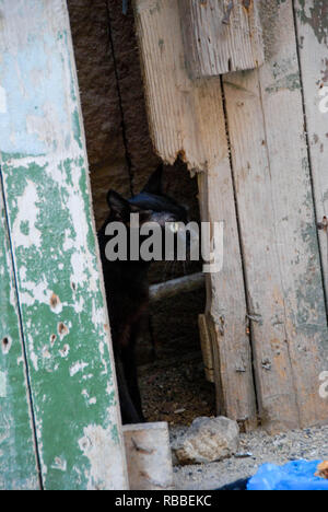 Lonely cat dietro la vecchia porta rotto Foto Stock