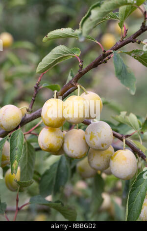 Prunus insititia 'Mirabelle de Nancy' . Prugna 'Mirabelle de Nancy" frutti. Foto Stock