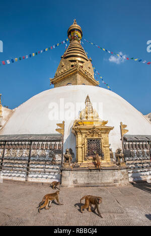 Le scimmie a Swayambhunath Stupa anche noto come il Tempio delle Scimmie, Kathmandu, Nepal. Foto Stock