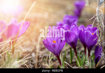 Bella viola di crochi fiore cresce sull'erba secca e api nettare di raccolta, il primo segno di primavera. Pasqua stagionali sunny sfondo naturale Foto Stock