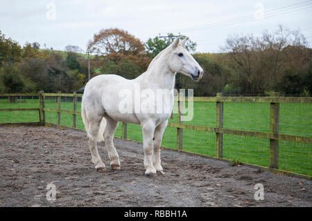 White Horse, in piedi sul suo proprio in un campo, nessun popolo, esterno su un Nuvoloso Giorno in Inghilterra, con recinto intorno alla schiena di lui al di fuori Foto Stock