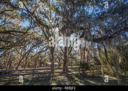 Alberi in un ranch in Florida ricoperti di muschio Spagnolo. Foto Stock