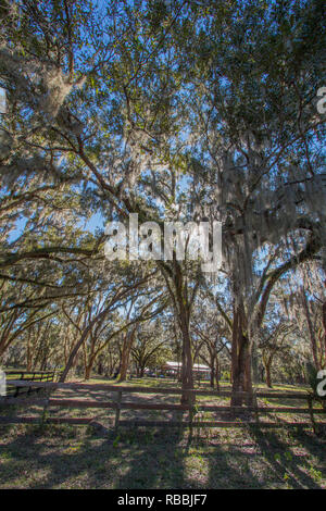 Alberi in un ranch in Florida ricoperti di muschio Spagnolo. Foto Stock