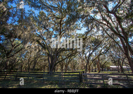 Alberi in un ranch in Florida ricoperti di muschio Spagnolo. Foto Stock