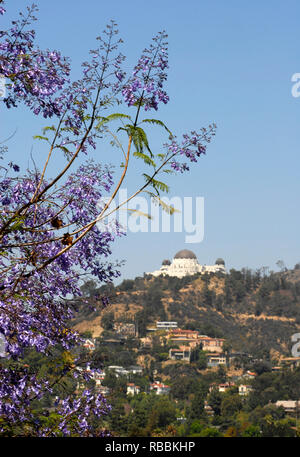 I fiori sbocciano in primo piano con una vista al Griffith Observatory di Los Angeles, California. La pietra miliare dell'Art Deco inaugurato nel 1935. Foto Stock