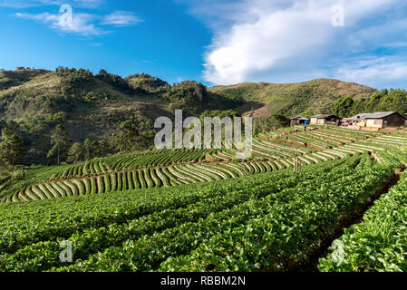 Bellissimo paesaggio e fragole fresche farm a Doi Angkang. Licciana Nardi, Italia Foto Stock