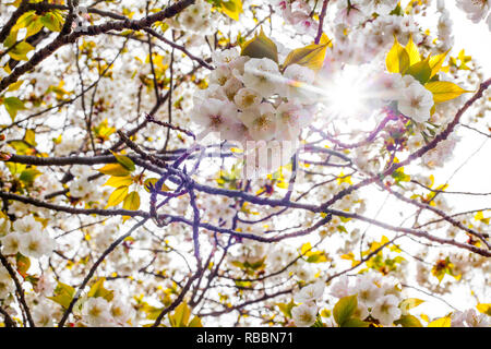 Sun burst flare attraverso bianco rosa tree blossom Foto Stock