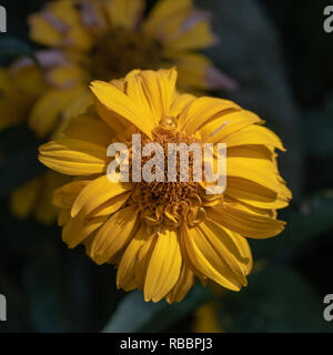 Colorato floreale outdoor immagine macro di un fiore giallo girasole false / girasole heliopsis,naturale sfondo sfocato,luminosa soleggiata giornata estiva Foto Stock