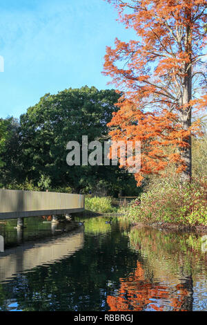 Paesaggio autunnale bellissimi alberi colorati sul fiume incandescente nella luce solare Foto Stock