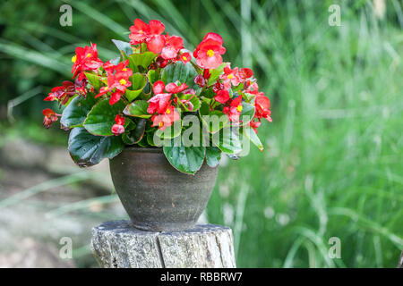 Begonia in vaso di ceramica, giardino Foto Stock