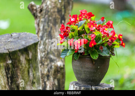 Begonia in vaso di ceramica, giardino Foto Stock