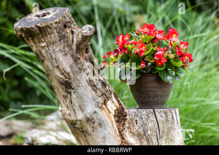 Begonia in una pentola di ceramica, contenitore da giardino Foto Stock