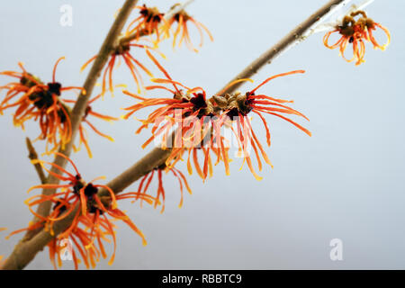 Arancione fioritura amamelide branch, pianta medicinale Hamamelis contro uno sfondo grigio con spazio copia selezionata, focus, profondità di campo ridotta Foto Stock