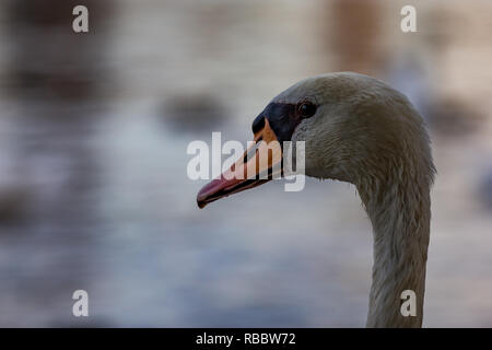 Close-up ritratto di testa di una splendida piscina di cigno tra gli altri uccelli nelle acque del fiume Moldava a Praga Repubblica Ceca, durante l'ora d'Oro Foto Stock