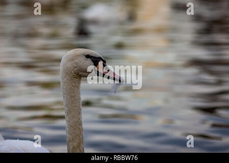 Close-up ritratto di testa di una splendida piscina di cigno tra gli altri uccelli nelle acque del fiume Moldava a Praga Repubblica Ceca, durante l'ora d'Oro Foto Stock