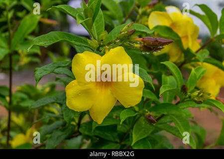 Un sacco di allamanda giallo fiore con gocce d'acqua con foglie che si guarda impressionante dopo la pioggia caduta in giorno piovoso . Foto Stock