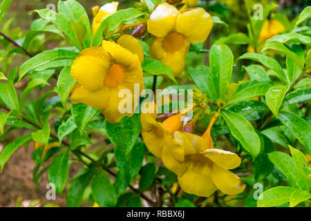 Un sacco di allamanda giallo fiore con gocce d'acqua con foglie che si guarda impressionante dopo la pioggia caduta in giorno piovoso . Foto Stock